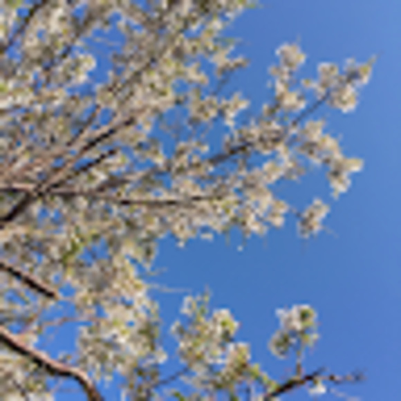 Meet your Posher, Vivien - Picture 1 of 1